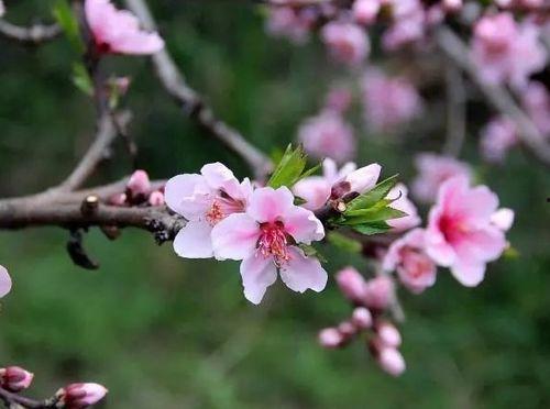 糟糕！这一路桃花